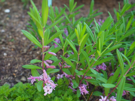 Polygonatum graminifolium